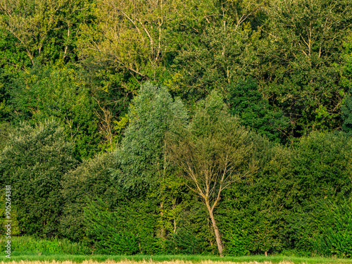 Mischwald im Sommer