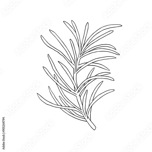 Black and white silhouette of rosemary or pine, spruce, fir branch. Monochrome outline drawing engraving. Hand drawn vector illustration. Clip art for coloring, design, cards, packaging, labels, print