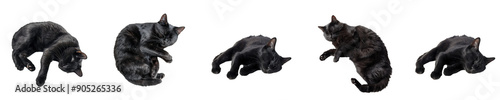 Five Black Cats in Various Sleeping Positions isolated against transparent background, PNG