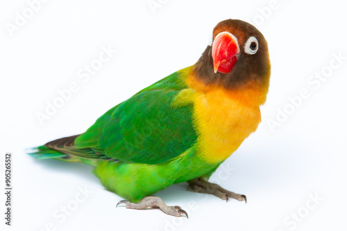 Lovebird (Agapornis Personatus) on isolated white background, animal closeup. (burung Lovebird) photo