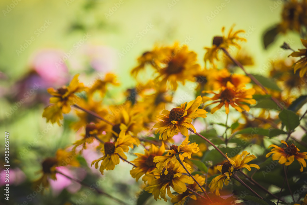 Summer garden flowers wallpaper Heliopsis helianthoides is a species of flowering plant in the family Asteraceae, known by the common names smooth oxeye and false sunflower Inspired Wallpaper Summer garden flowers wallpaper Heliopsis helianthoides is a species of flowering plant in the family Asteraceae, known by the common names smooth oxeye and false sunflower Inspired Wallpaper