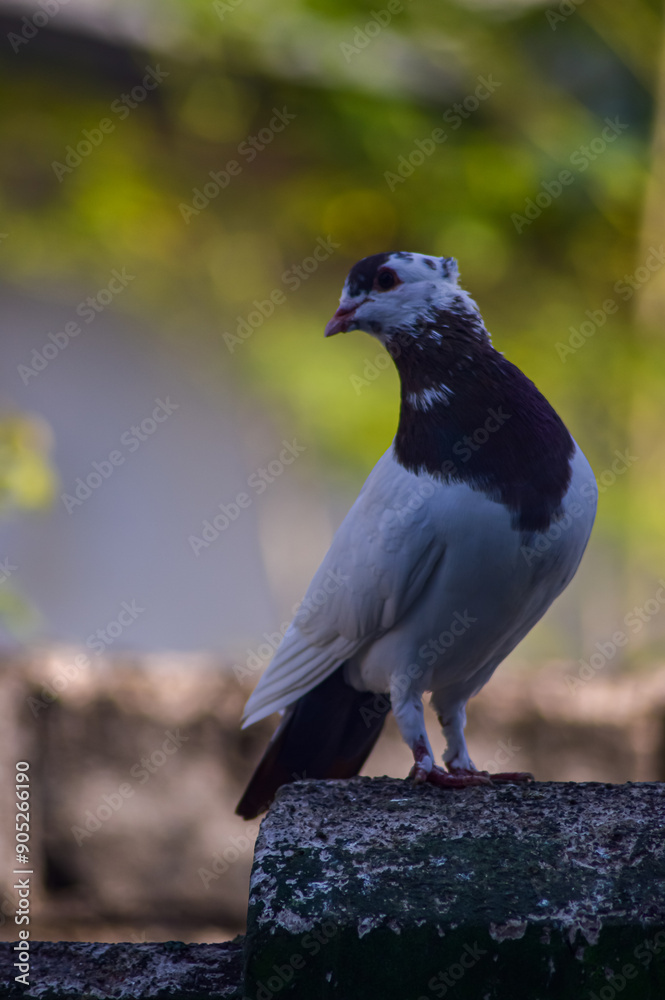 Fototapeta premium Pigeon standing on the fence. Pigeons with brown feathers and dominant white. Turning his head.