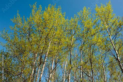 The early green of the aspen leaves contrast with the blue Wisconsin sky in early May