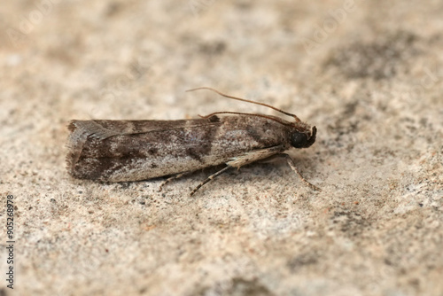 Closeup on a small European mediterranean pyralid moth , Pseudacrobasis tergestella, sitting on wood photo