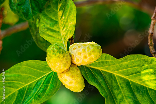 Great morinda, Tahitian noni, Indian mulberry, Beach mulberry fruit with leaves on the tree. photo