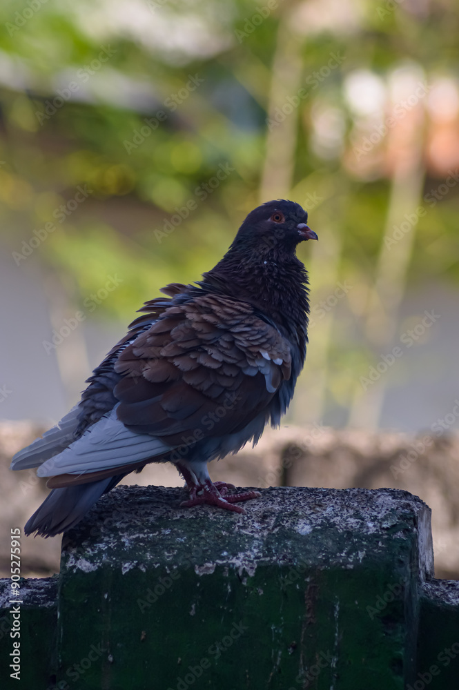 Pigeon perched on the fence with fluffy feathers. Pigeon with beautiful brown feather pattern. Side view. Pigeon perched on the fence with fluffy feathers. Pigeon with beautiful brown feather pattern. Side view.