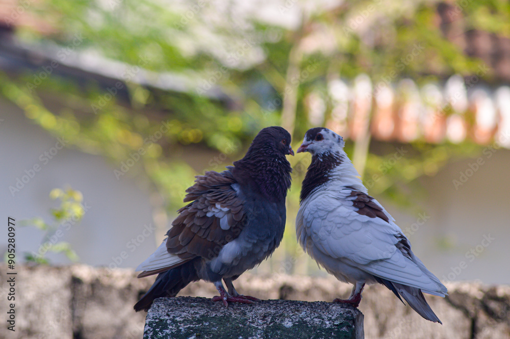 Two doves facing each other on the fence. Doves with beautiful colored feather patterns. Funny behavior. Two doves facing each other on the fence. Doves with beautiful colored feather patterns. Funny behavior.