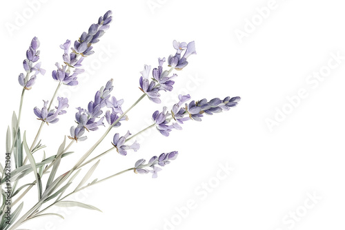 Watercolor lavender blossom border flowers, white background