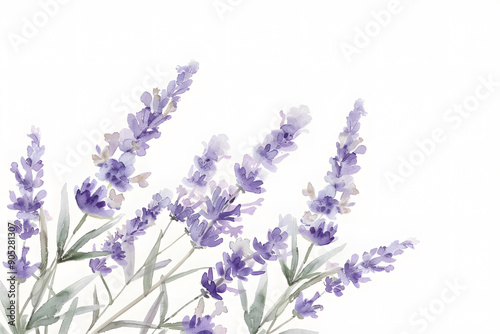 Fototapeta Naklejka Na Ścianę i Meble -  Watercolor lavender blossom border flowers, white background