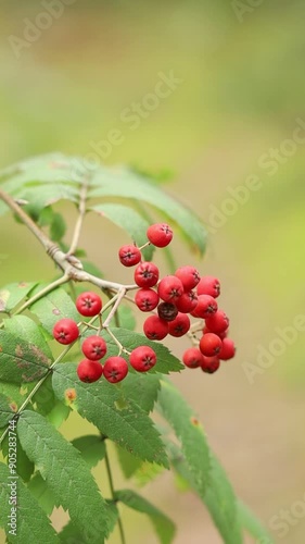 rowan berries on a bush on a bluring green background photo