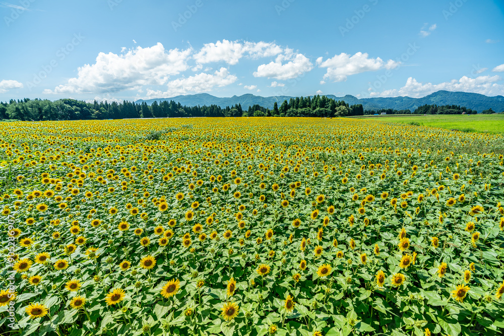 夏の青空と、広大に広がるひまわり畑 夏の青空と、広大に広がるひまわり畑
