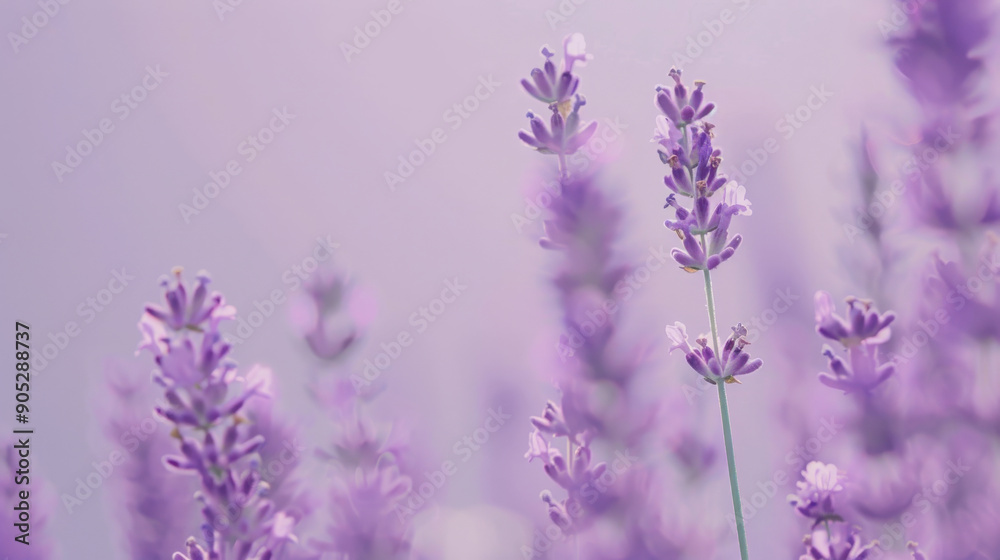 Naklejka premium A minimalist lavender background featuring a smooth, solid color with no texture or patterns. The clean, uniform lavender hue provides a simple yet elegant backdrop.