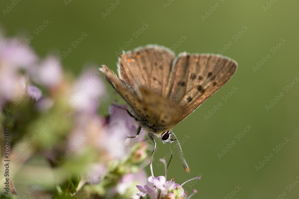 Fototapeta premium Lycaena tityrus, the sooty copper