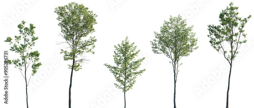 Acer pseudoplatanus, Alnus glutinosa, Ulmus pumila, Castanea sativa, Quercus robur frontal set trees isolated png on a transparent background premium cutout
