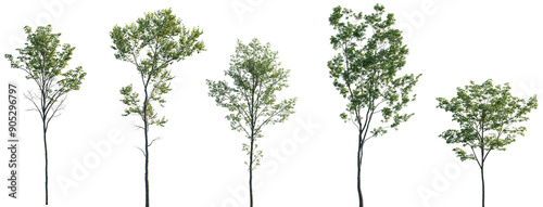 Wallpaper Mural Acer pseudoplatanus, Alnus glutinosa, Ulmus pumila, Castanea sativa, Quercus robur trees isolated png on a transparent background premium cutout Torontodigital.ca