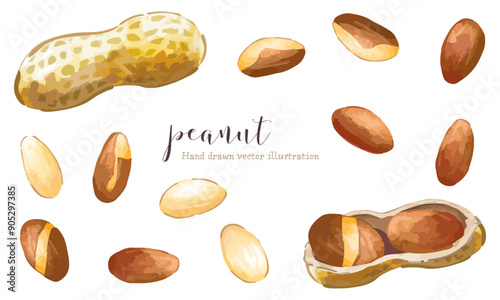 ピーナッツの素材セット