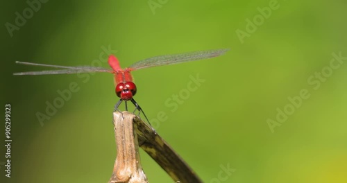 Scarlet Dragonfly (Crocothemis erythraea) is a species of dragonfly in the family Libellulidae. Its common names include broad scarlet, common scarlet darter. photo