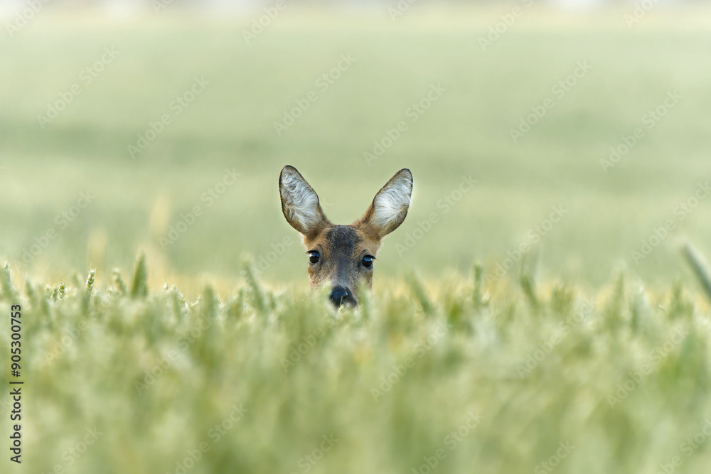 Fototapeta premium Reh im Weizenfeld