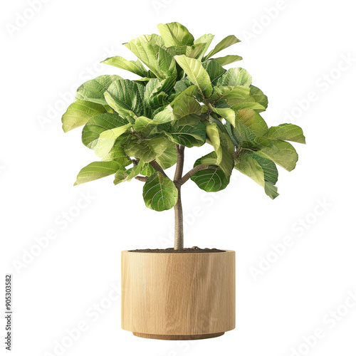 Large fig tree planted in a wooden container photo