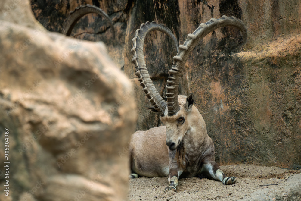 Nubian Ibex - Capra nubiana, beautiful large long horned goat from moutains of North Africa and Middle East, Jordan. Nubian Ibex - Capra nubiana, beautiful large long horned goat from moutains of North Africa and Middle East, Jordan.