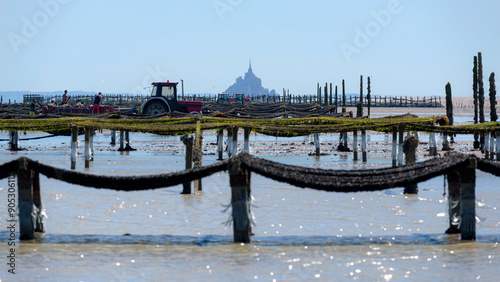 Mussel farming in the bay of Mont Saint-Michel. Cultivation of mussels, known as ‘bouchot’ mussels. Mont-Saint-Michel tidal island appears in the background.