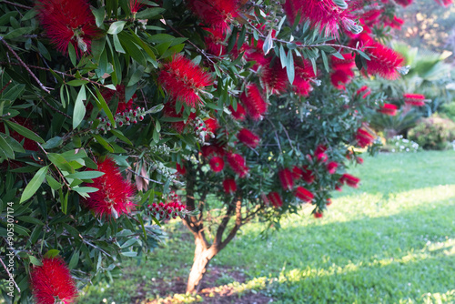 Callistemon rigidus blooming, close-up. Red bottlebrush flower for publication, poster, calendar, post, screensaver, wallpaper, cover. High quality photo photo