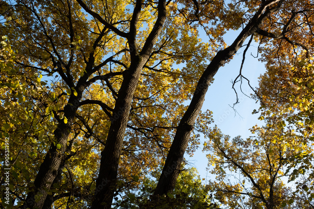 Autumn landscape with blue sky, bottom view. Background of autumn forest for publication, poster, screensaver, wallpaper, postcard, banner, cover, post. High quality photo Autumn landscape with blue sky, bottom view. Background of autumn forest for publication, poster, screensaver, wallpaper, postcard, banner, cover, post. High quality photo