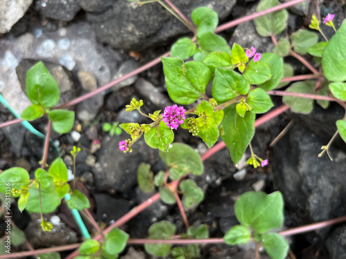 Boerhavia diffusa ( punarnava ) ayurvedic plant. photo