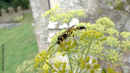 Ichneumon Wasp (Amblyteles armatorius or similar) male taking flight from a flower head in a church yard.  July, Kent, UK. [Slow motion x10] photo