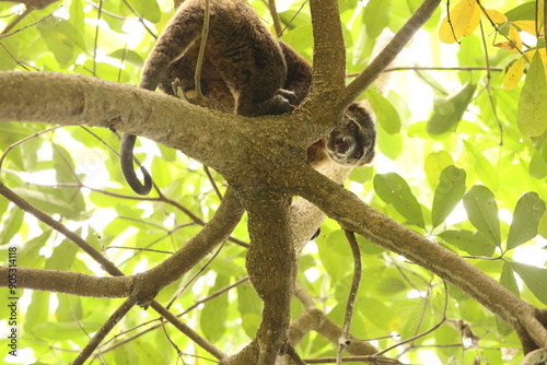 Sulawesi bear cuscus, also known as the Sulawesi bear phalanger (Ailurops ursinus), is a species of arboreal marsupial in the family Phalangeridae. photo
