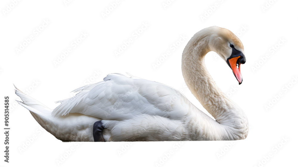 swan on the water transparent.png swan on the water transparent.png