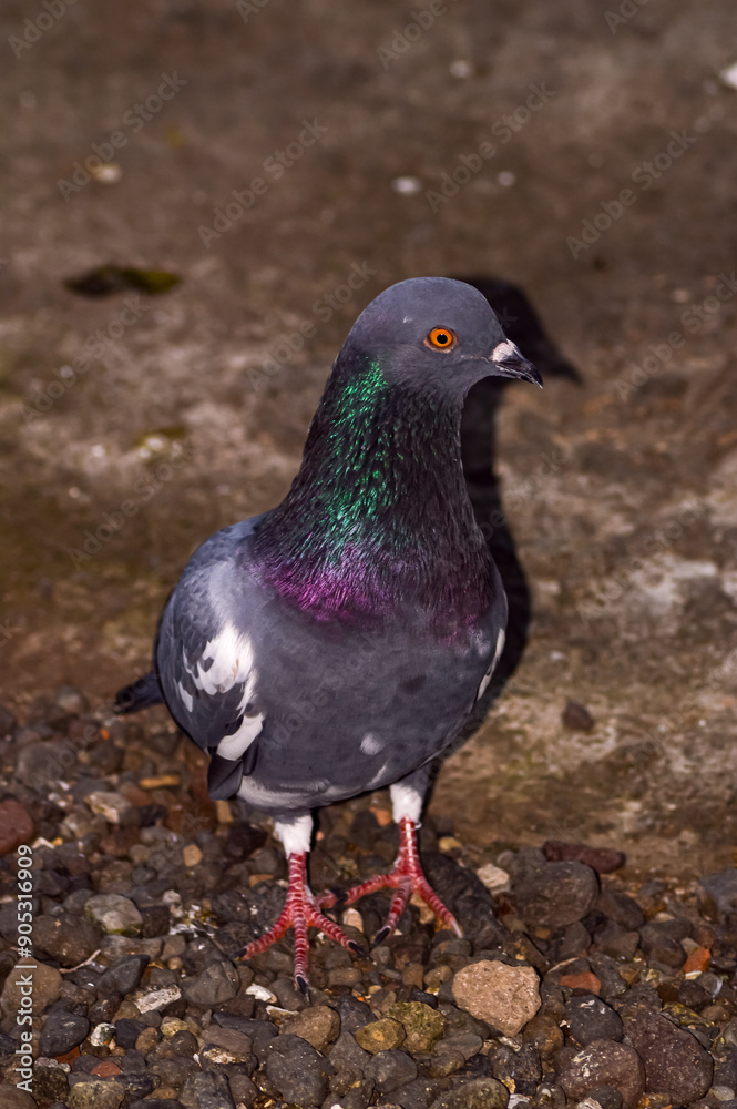 Pigeon standing on the rocks. Pigeon with beautiful dark dominant feathers. Flash on.
