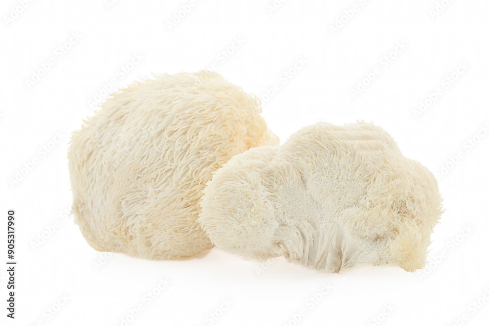 Lion's Mane mushrooms on a white background Lion's Mane mushrooms on a white background