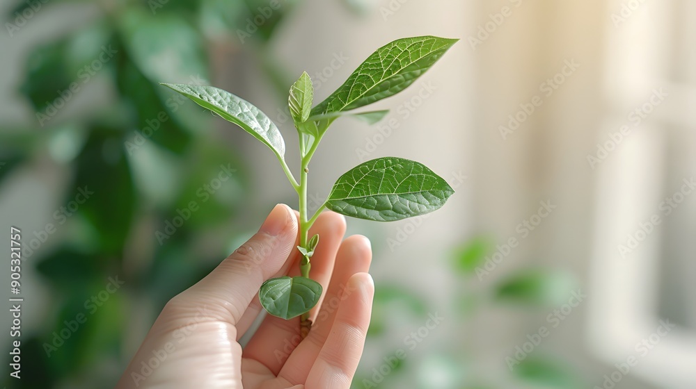 hand holding small plant, green seedling, new growth, hope symbol, white background, bright lighting, soft shadows, minimalist composition, fresh leaves. hand holding small plant, green seedling, new growth, hope symbol, white background, bright lighting, soft shadows, minimalist composition, fresh leaves.