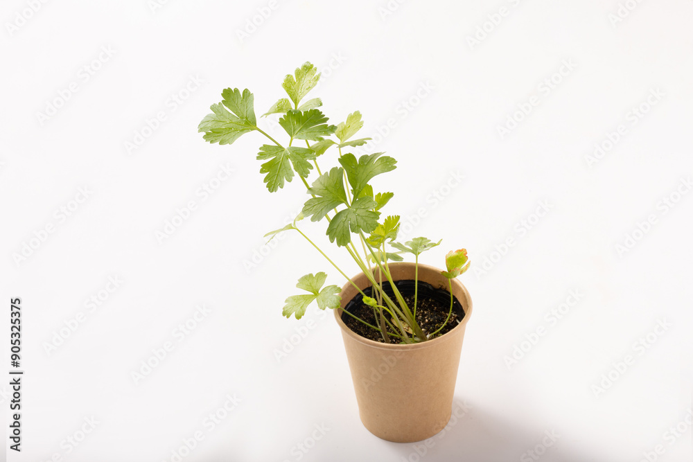 Fototapeta premium イタリアンパセリ