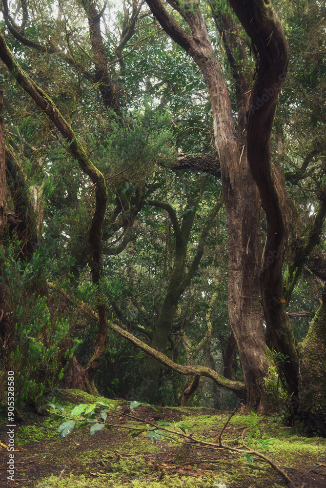 An ancient laurel forest in the mist. Anaga, Tenerife, Canary islands An ancient laurel forest in the mist. Anaga, Tenerife, Canary islands