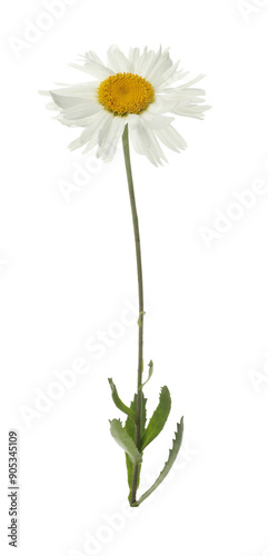 One beautiful chamomile flower on white background