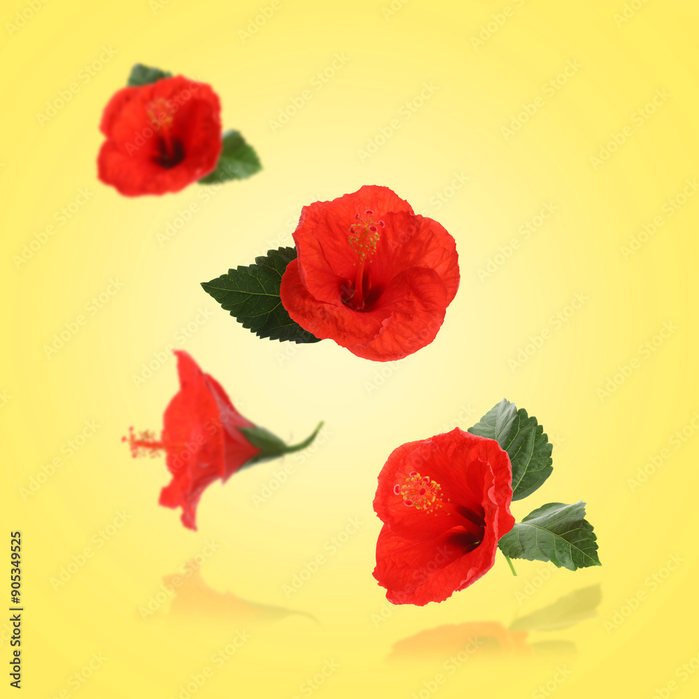 Red hibiscus flowers and green leaves in air on yellow background Red hibiscus flowers and green leaves in air on yellow background