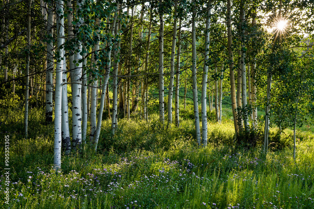 Obraz premium Crested Butte - Sunrise - aspen trees