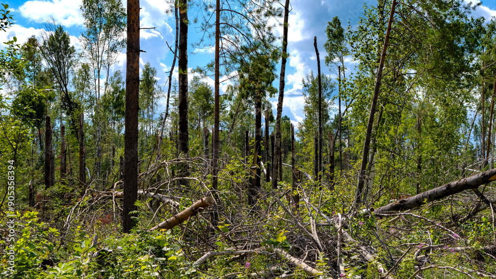 Nature scene with broken and leaning trees Nature scene with broken and leaning trees