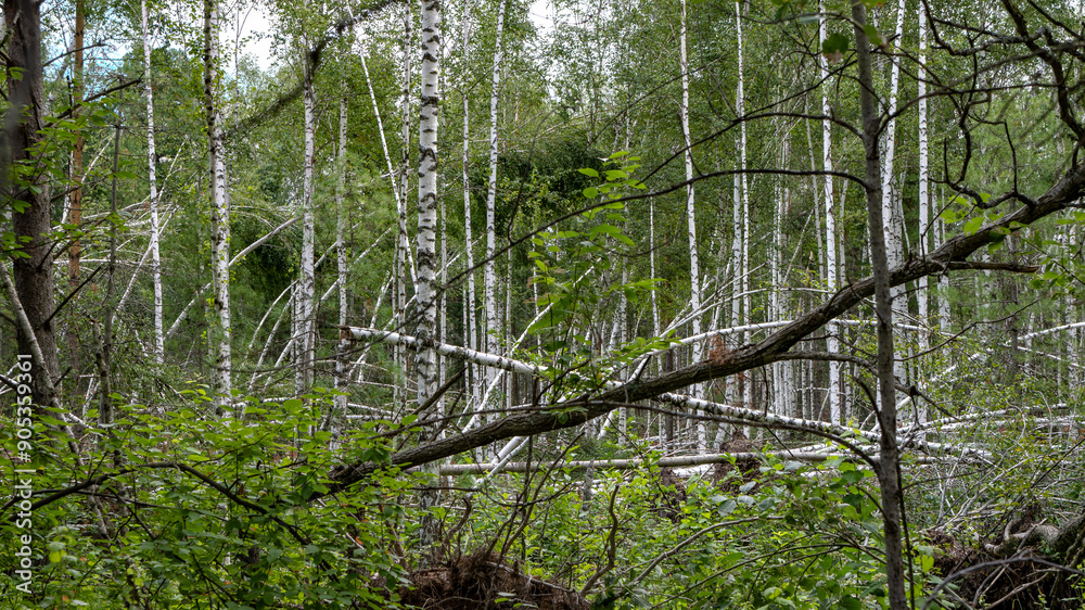 Forest with leaning and damaged trees Forest with leaning and damaged trees
