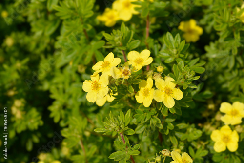 Shrubby Cinquefoil flowers photo