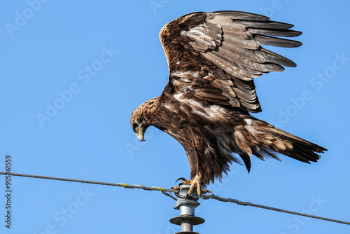 Golden Eagle - Colorado photo