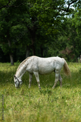 Fotografie Graceful Lipizzan White Horses Grazing at Lipica Stud Farm, Slovenia