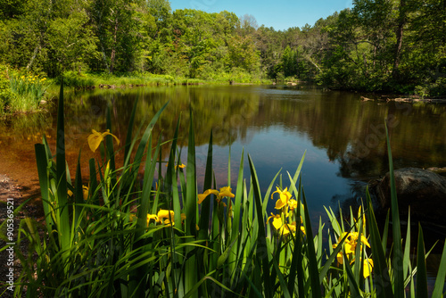Quadro su tela The Yellow Flag Iris add color to the shoreline of the Manitowish River near Bou