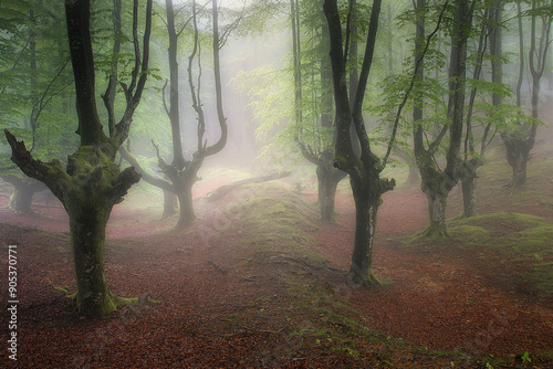 Foggy morning in the Belaustegi beech forest, Orozko, Bizkaia photo