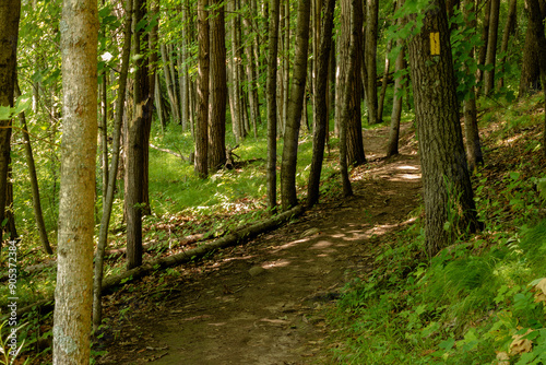 The Loew Lake Segment of the Ice Age National Scenic Trail near Monches, Wisconsin, designated trail with the yellow blaze marker on the tree photo