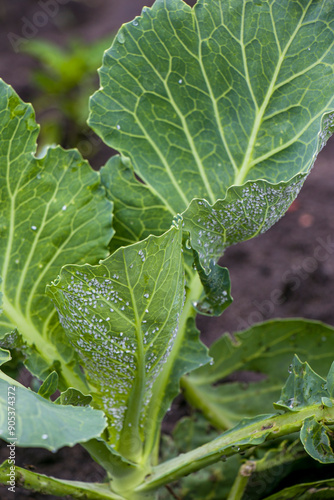 Whitefly Aleyrodes proletella agricultural pest on cabbage leaf. Whitefly infection Aleyrodes proletella on cabbage leaves. 
 photo