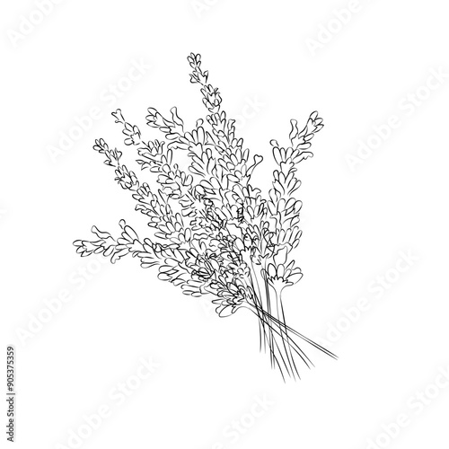 Lavender bouquet hand-painted in line art style, vector illustration. Abstract minimalistic branches of lavender flowers. For the design of wedding invitations, postcards, packages
