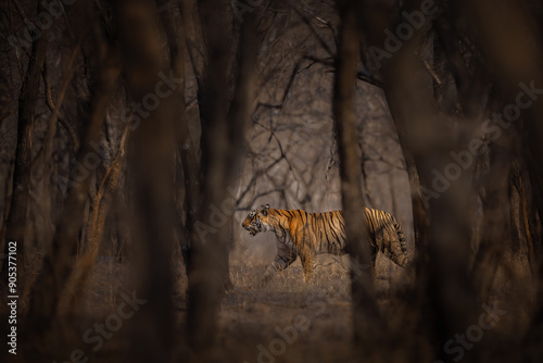 Amazing wild tiger picture in the nature habitat. Tiger walk during the golden light time. Wildlife scene with danger animal. Hot summer in India. Dry area with beautiful indian tiger, Panthera tigris
